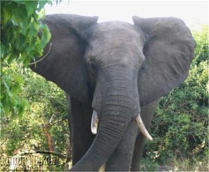 An elephant at the Chobe Safari Lodge