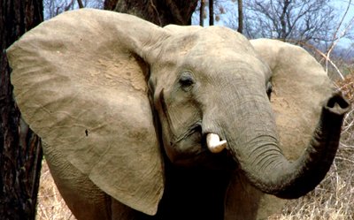 Elephant in Luanga Valley, Zambia