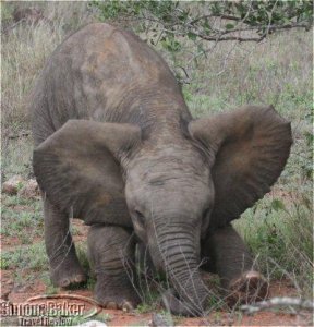 Elephant at Ivory Lodge