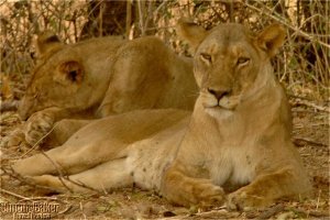 Lions enjoy some relief from the midday heat