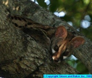 Genet at Rattrays