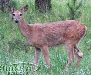 There were many antelope in South Dakota