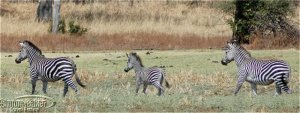 A carefree zebra colt scampers